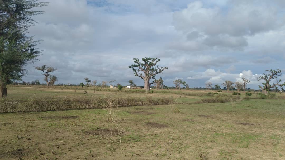Terrain 1 hectare à Mbour