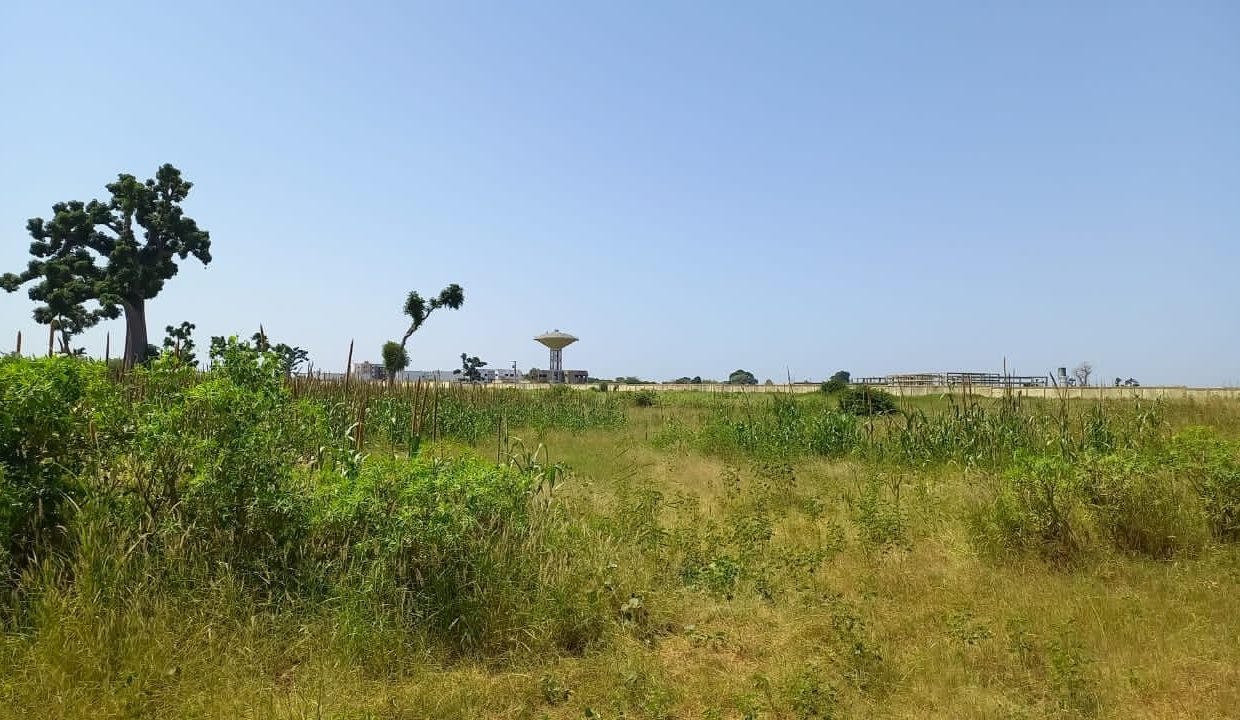 Terrain agricole de 1 hectares à vendre à Sandiara 3
