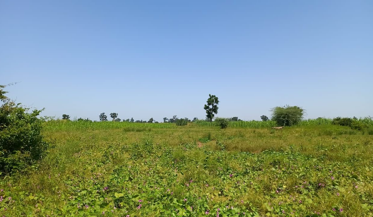Terrain agricole de 2 hectares à vendre à Sandiara 5