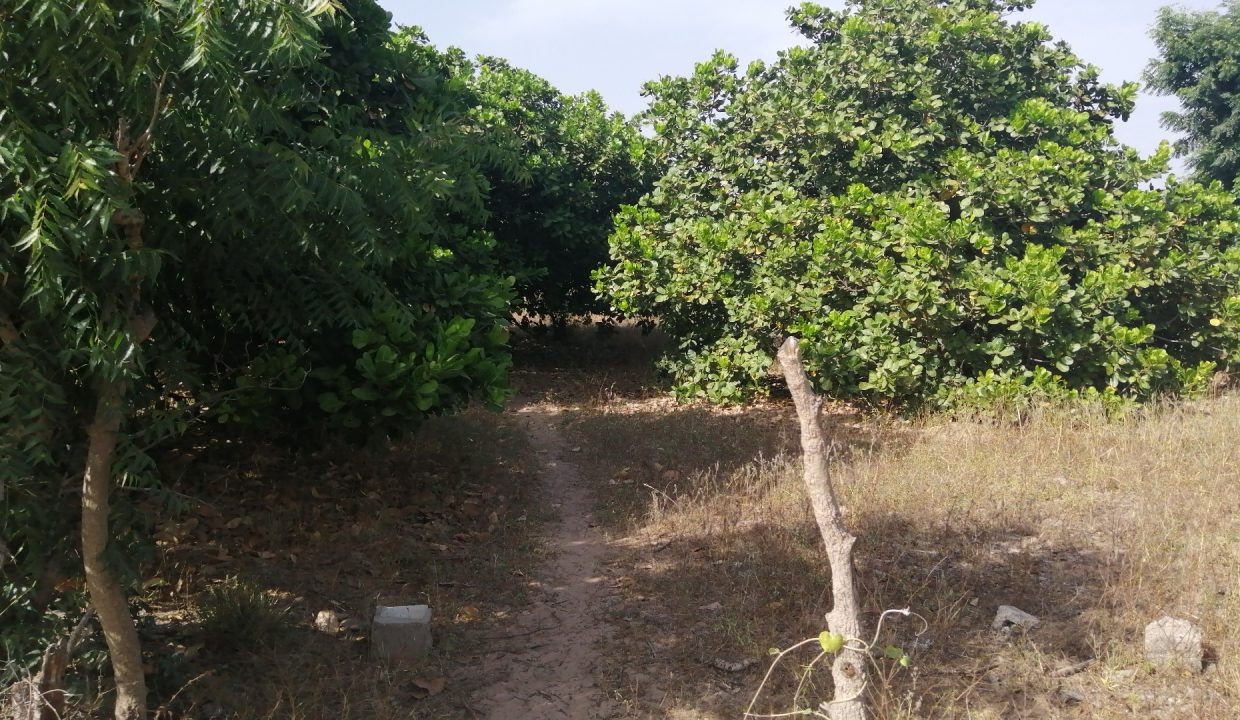 Terrain agricole de 1 hecatre et démi à Mbourokh Cissé 3