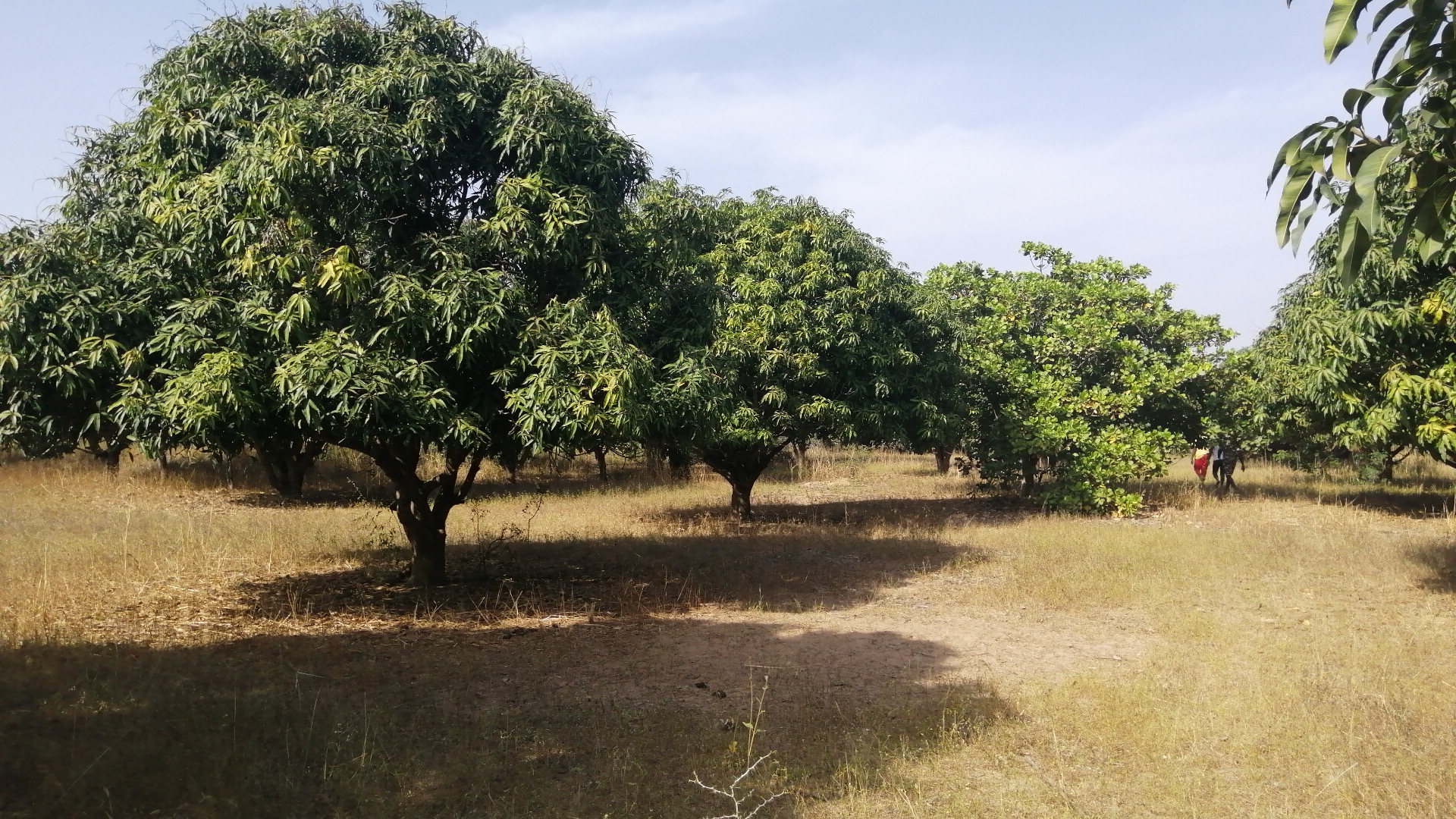 Terrain agricole de 1 hectare et demie délibération à vendre à Mbourokh Cissé