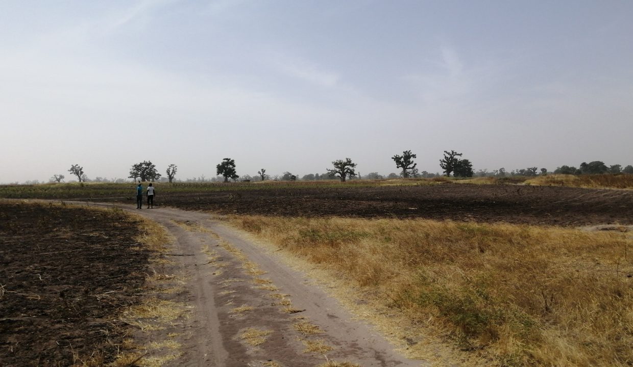Terrain agricole de 3 hectares à vendre à Sandiara 3