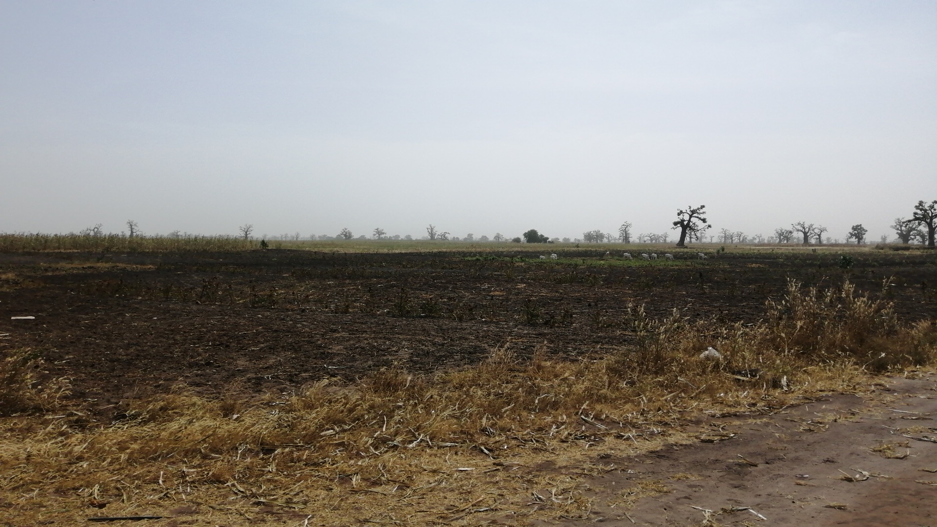 Terrain agricole de 3 hectares à vendre à Sandiara