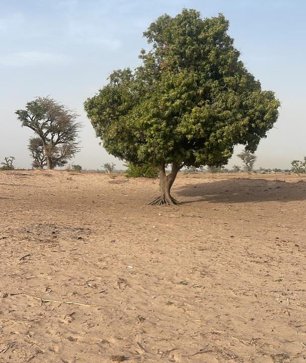 Terrain 10.000 mètres carrés à MAlicounda Takhoum 2