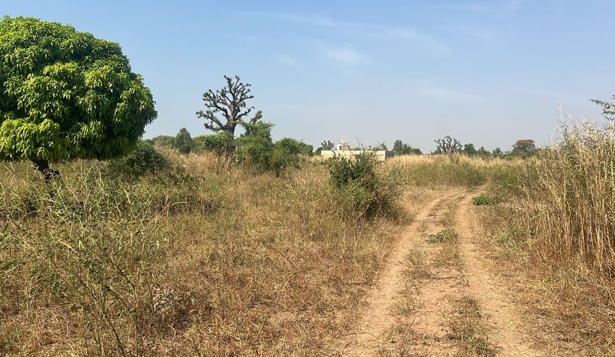 terrains de 300m2 à warang 04