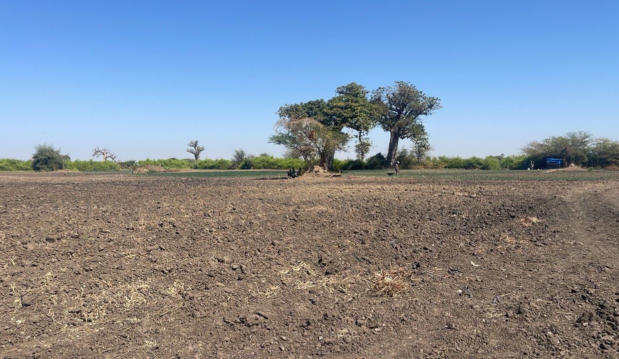 Champ de 2 hectares et demi à Mbodiène 03