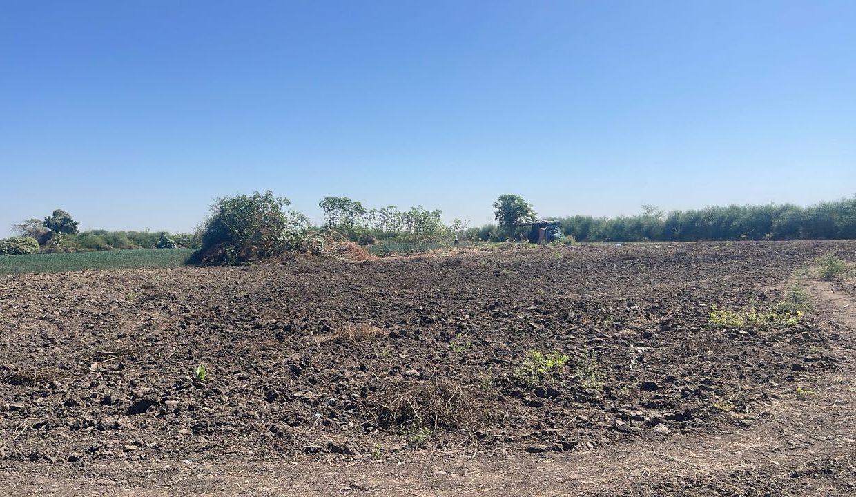 Champ de 2 hectares et demi à Mbodiène 04