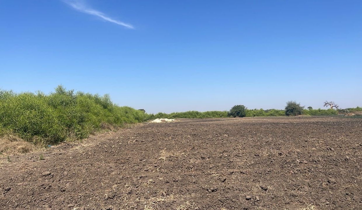 Champ de 2 hectares et demi à Mbodiène 05