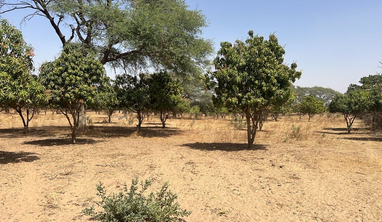 Terrain de 4 hectares à Notto diobas 03