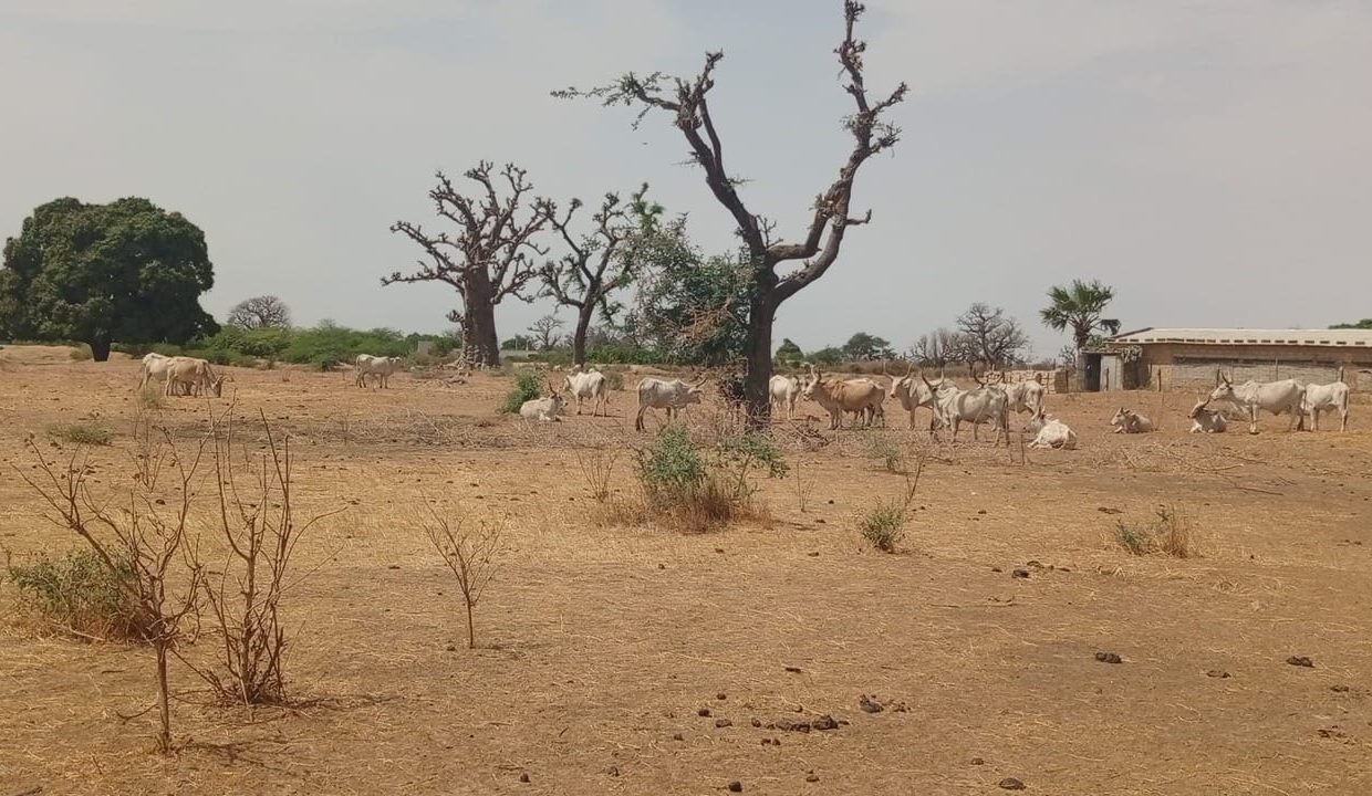 1 hectare à Sandiara 02