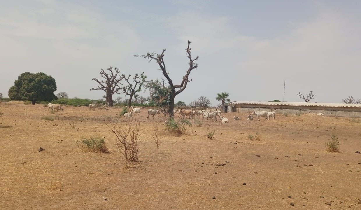 1 hectare à Sandiara 04