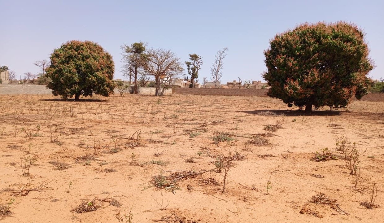 1 hectare à vendre à Sébikotane 03