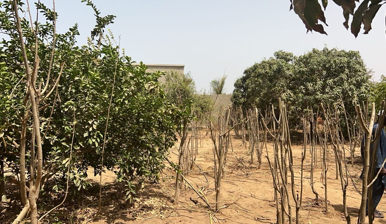 Terrains 600m2 à Saly jos 03
