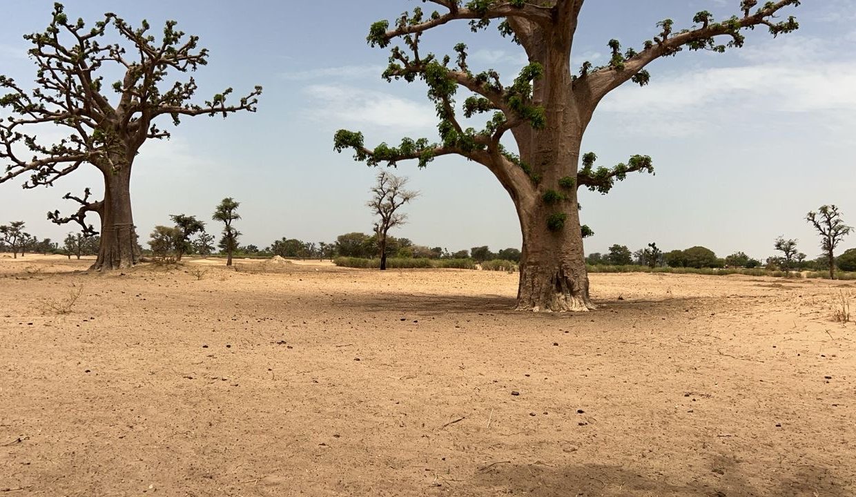 Terrains agri 2hect à louly koro 04