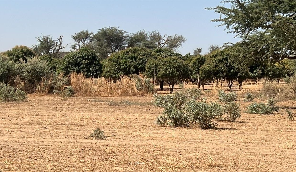 Terrain 225m2 à Malicounda 03