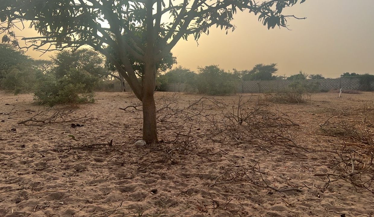 Terrain de 600m2 à malicounda 04