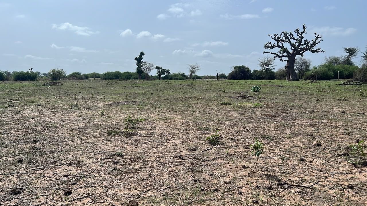 Terrains de 300 mètres carrés à vendre à Somone Sénégal