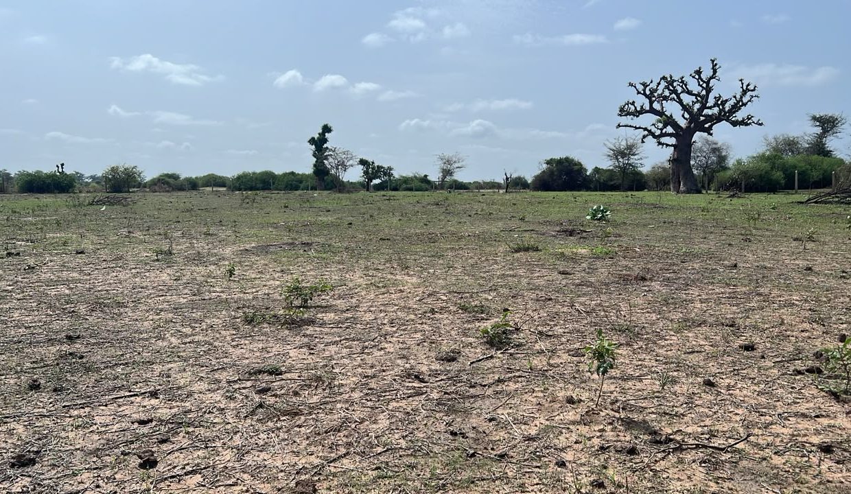 Terrains 300m2 à Somone 03