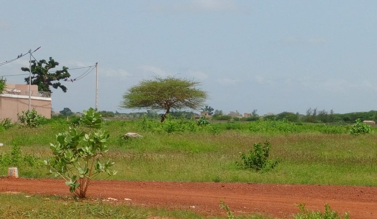 Terrain 600m2 à Saly 04
