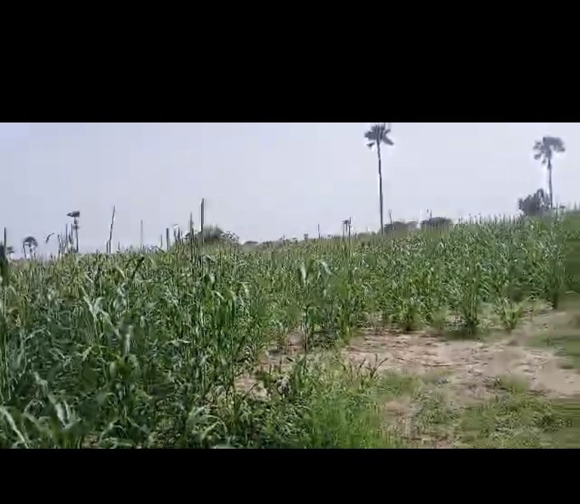 champ 4hec à Ndofane 03