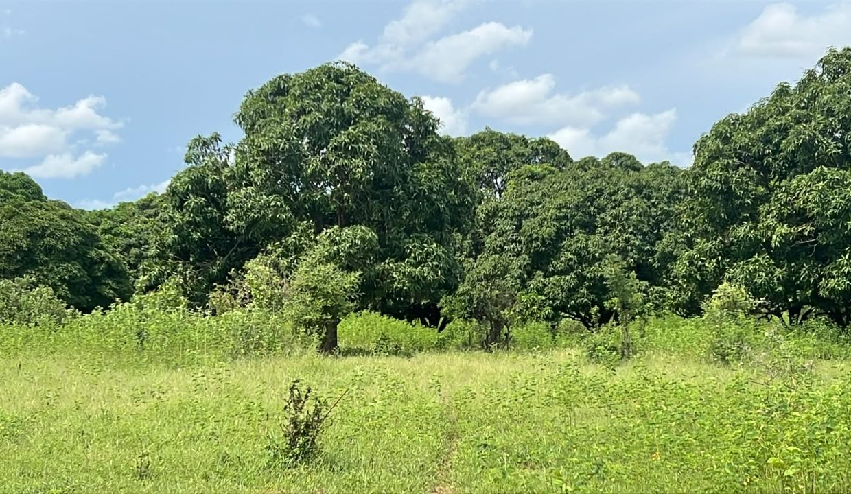 lot 225m2 à Tène toubab 03